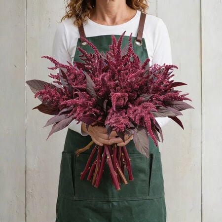 Velvet Curtains, Amaranthus Seeds - Packet image number null